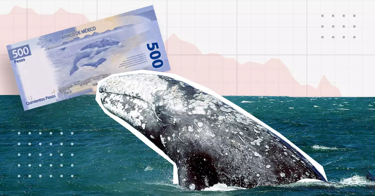 De símbolo nacional a especie en crisis: la población de la ballena gris se desploma en México 