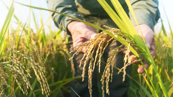 old man checking ripe rice in autumn