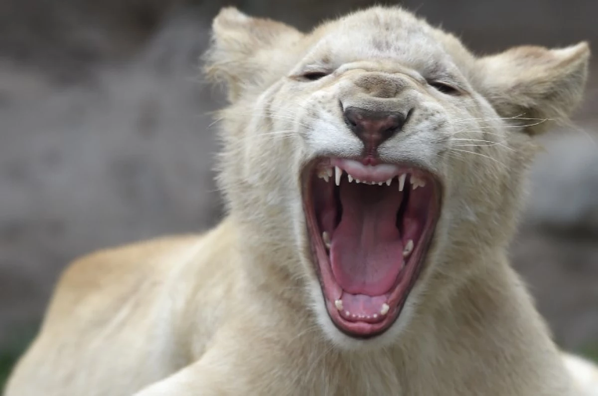 Cachorros de león blancos