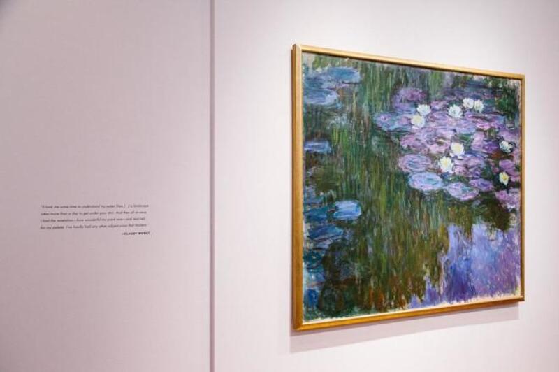 Nymphéas en fleur