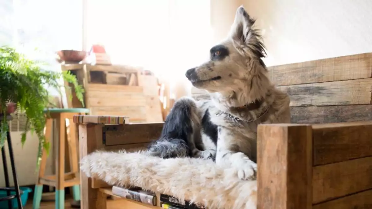 Fido también va