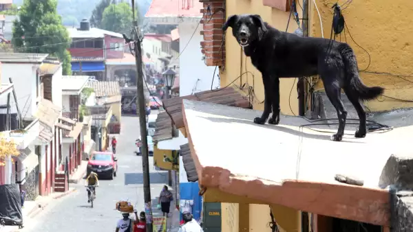 Multa por tener perros en la azotea en Nezahualcóyotl
