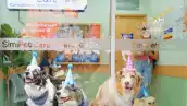 simipet-care.jpeg