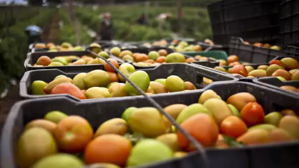 La industria del tomate en México enfrenta su mayor caída en 5 años y preocupa a productores