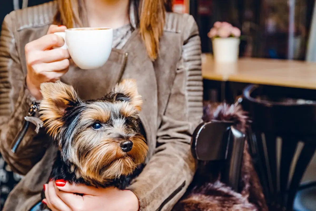cafe-perros-nueva-york