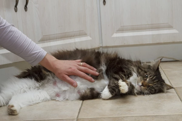Pregnant She-cat being caressed