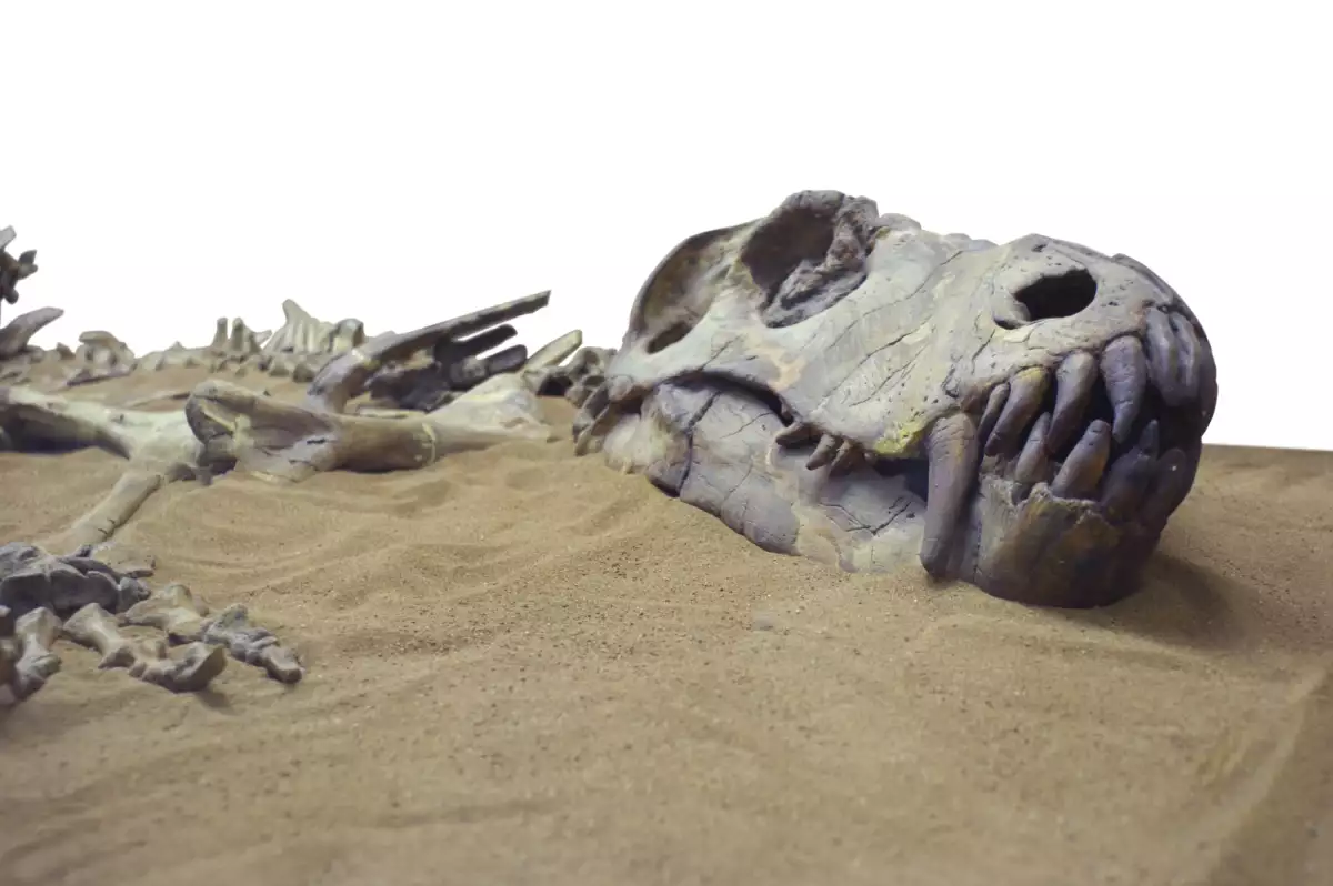 La especie perdió la capacidad de evolucionar con rapidez, lo que llevó a su declive.