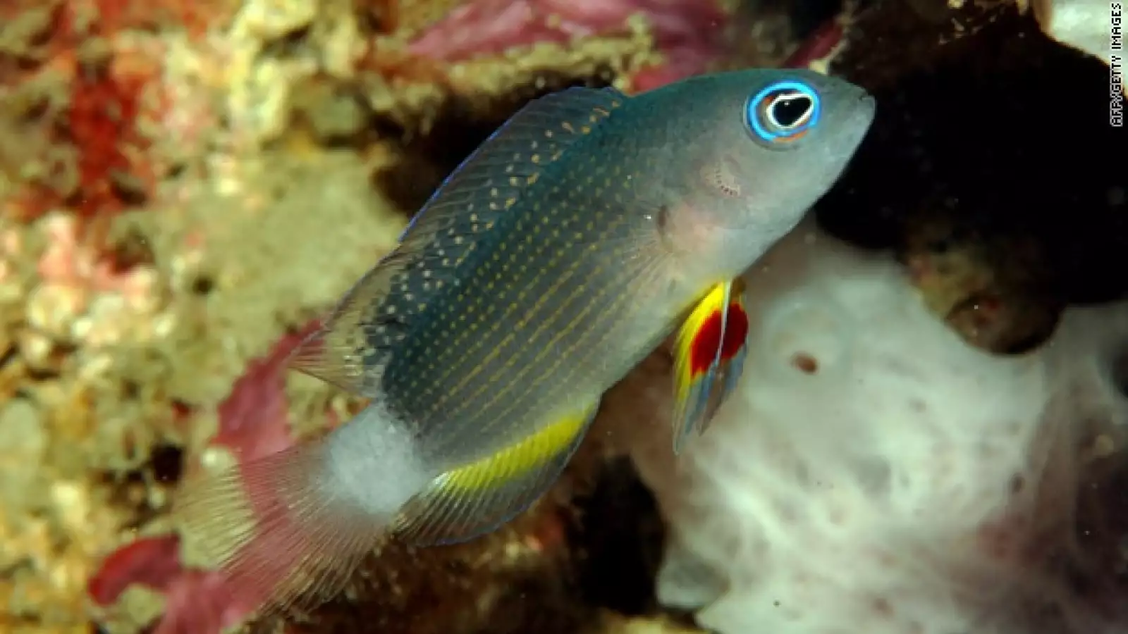 Bali, peces, pez, biodiversidad, nuevas especies