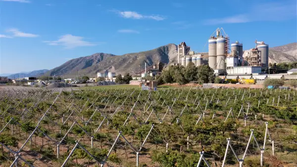 Viñedo de cemex