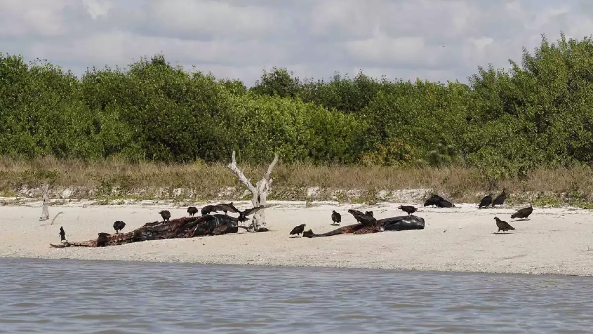 ballena, cetaceo, florida, varadas, snipe point, investigacion, fauna marina