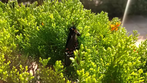 Una buena cámara y nada más