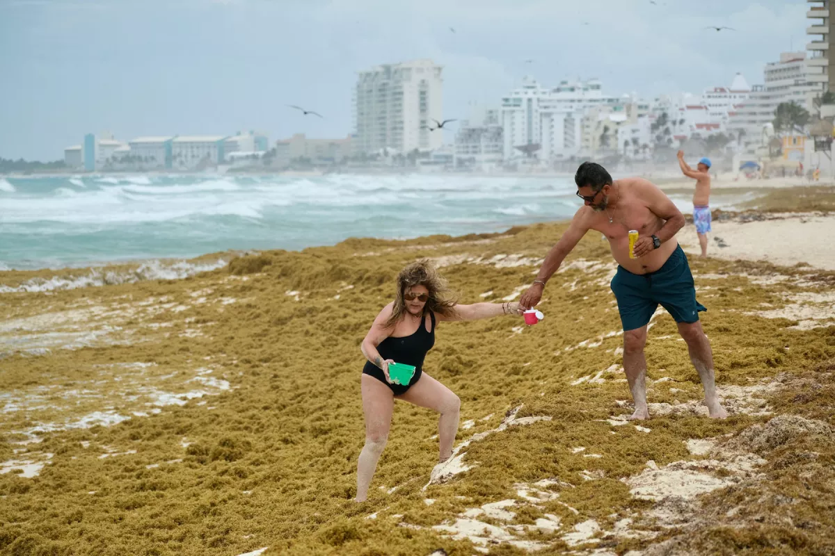 El sargazo llega por toneladas a Quintana Roo y no hay recursos suficientes para combatirlo