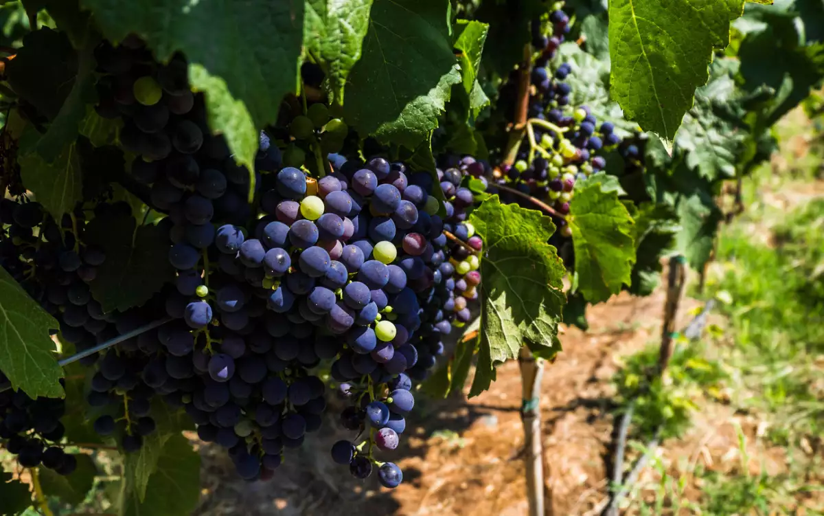 historia del malbec vino