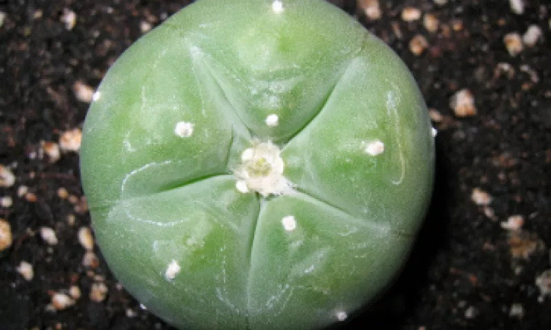 El peyote tiene un sabor ácido, de acuerdo a quienes lo han consumido. (Foto: iStock by Getty Images)