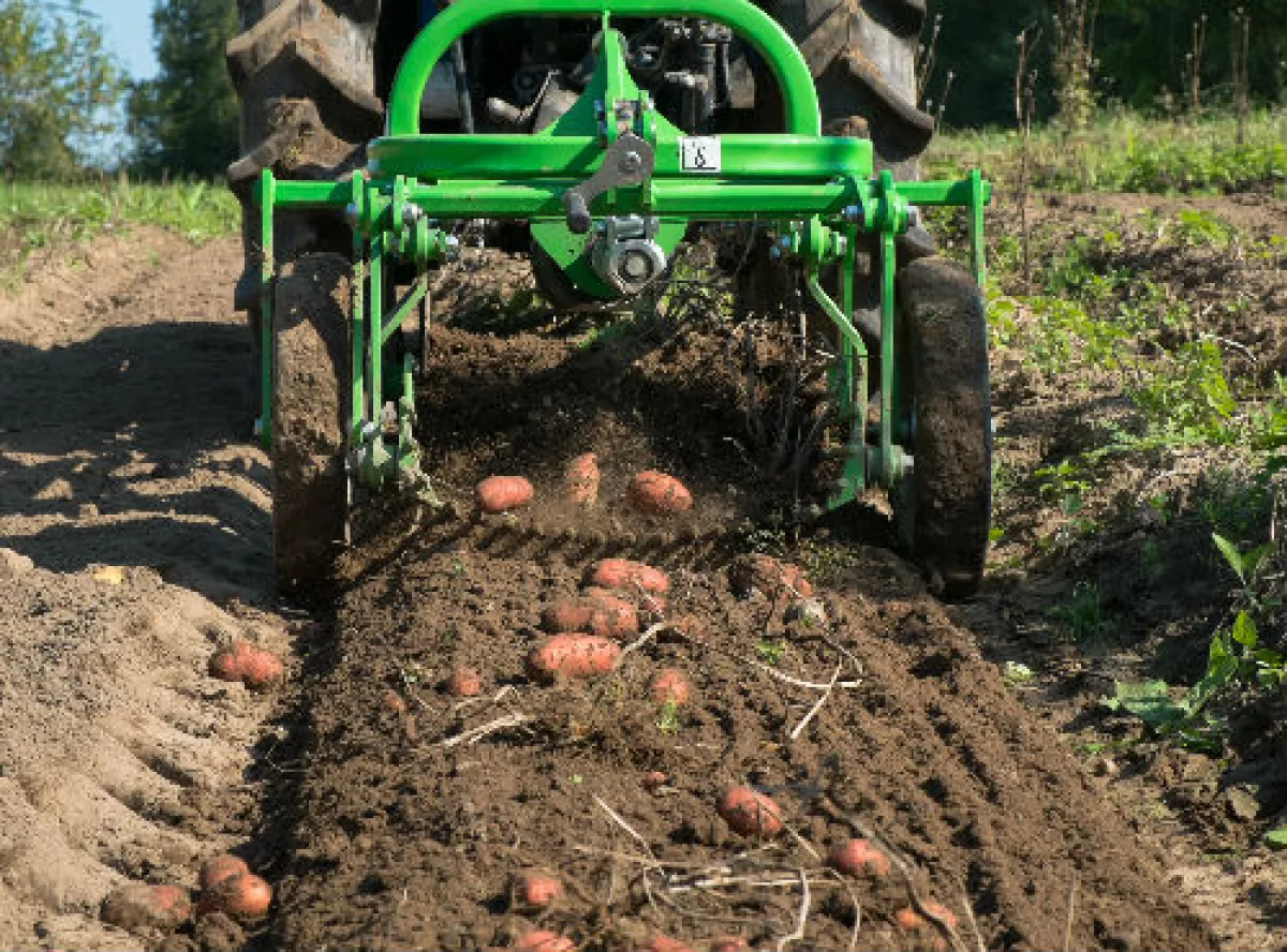 cultivo de papas