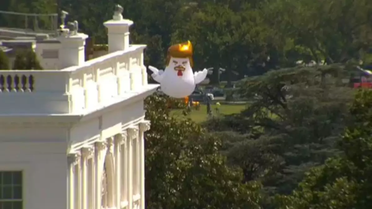 El pollo Trump.