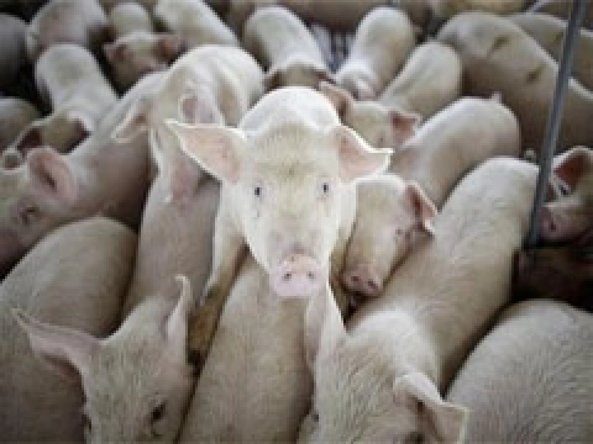 No se ha determinado la cantidad de cerdos infectados con el virus de la influenza humana en la granja canadiense. (Foto: AP)