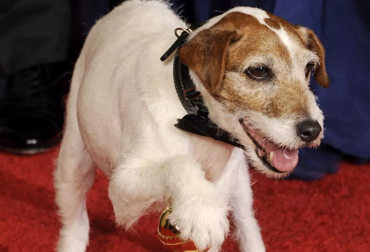 uggie dog.JPG
