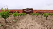 La española Bodegas Emilio Moro apuesta por México a pesar de que aún se consume poco vino, ¿por qué? 