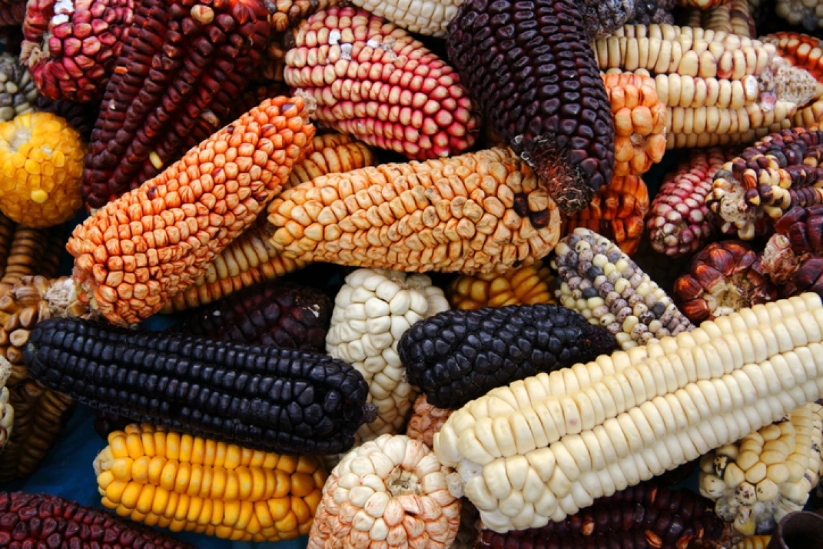 Variedad de maíz.
