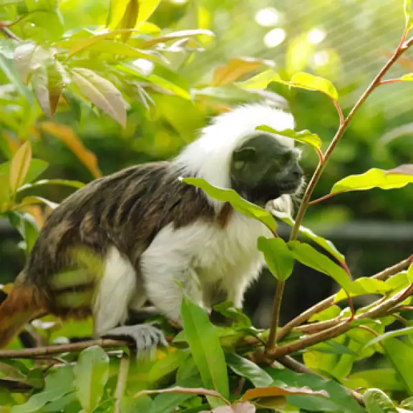 La mitad de los primates en el mundo en riesgo de extinción