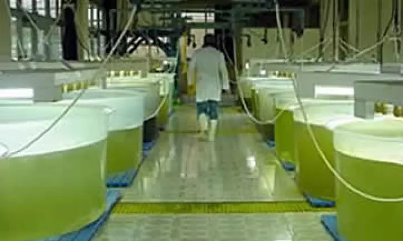 Biocombustible (Foto: Autocosmos)