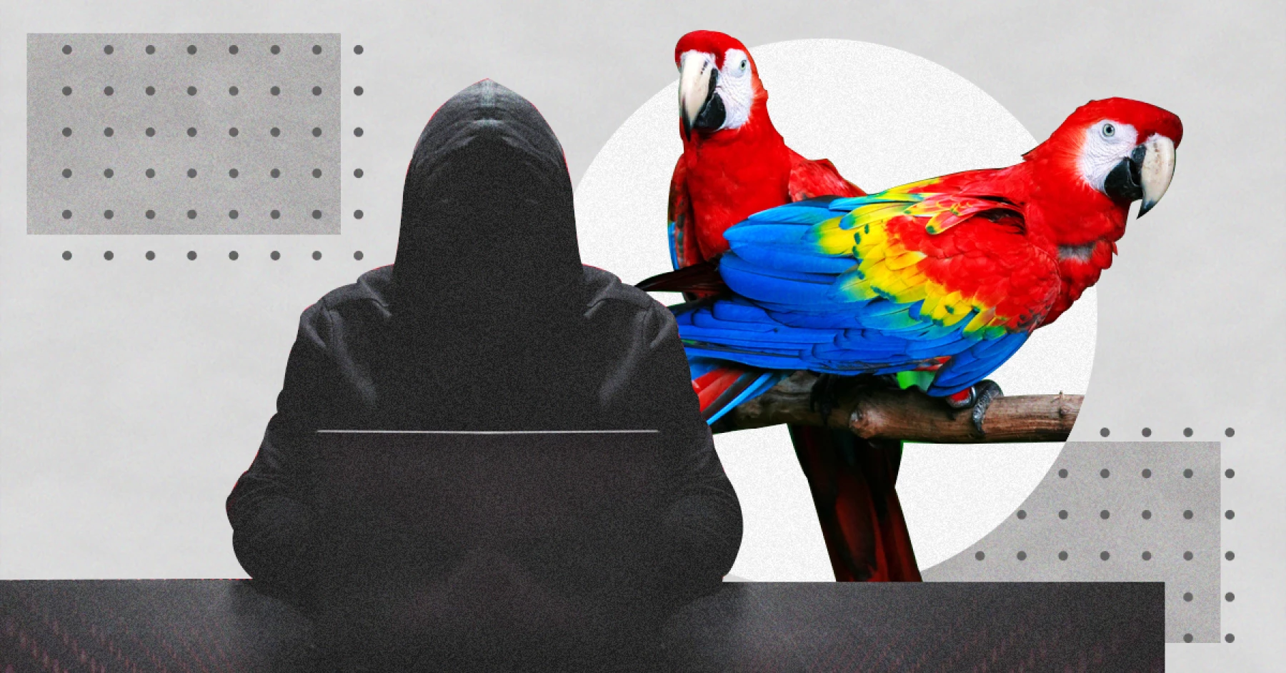 Quiénes son Guacamaya, los hackers que atacaron a Sedena y otros gobiernos en Latam?