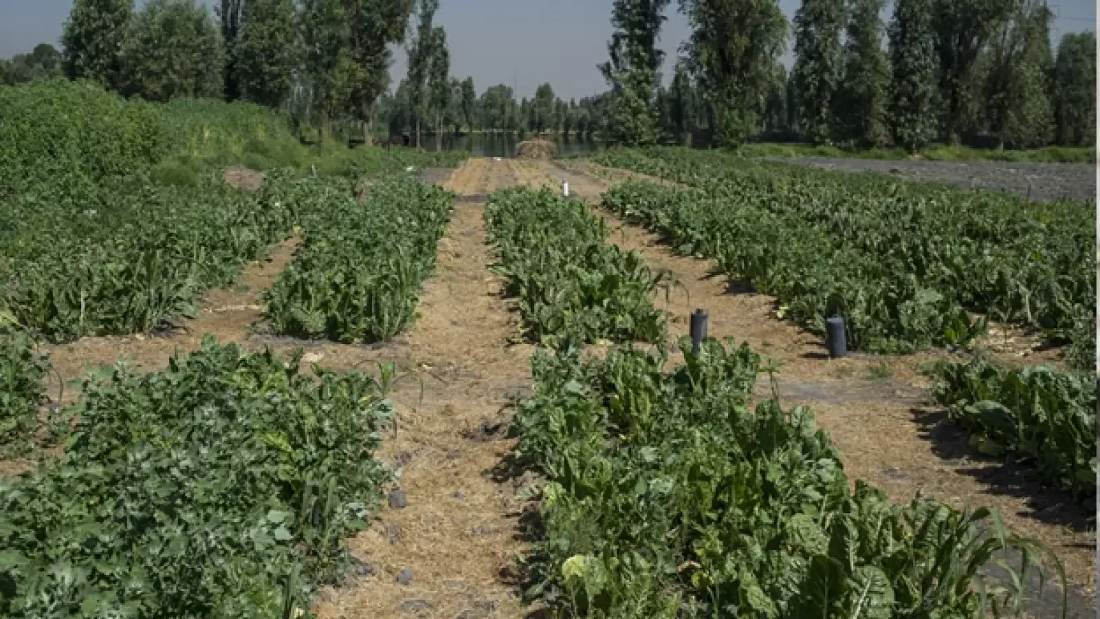 verde, medio ambiente, siembra