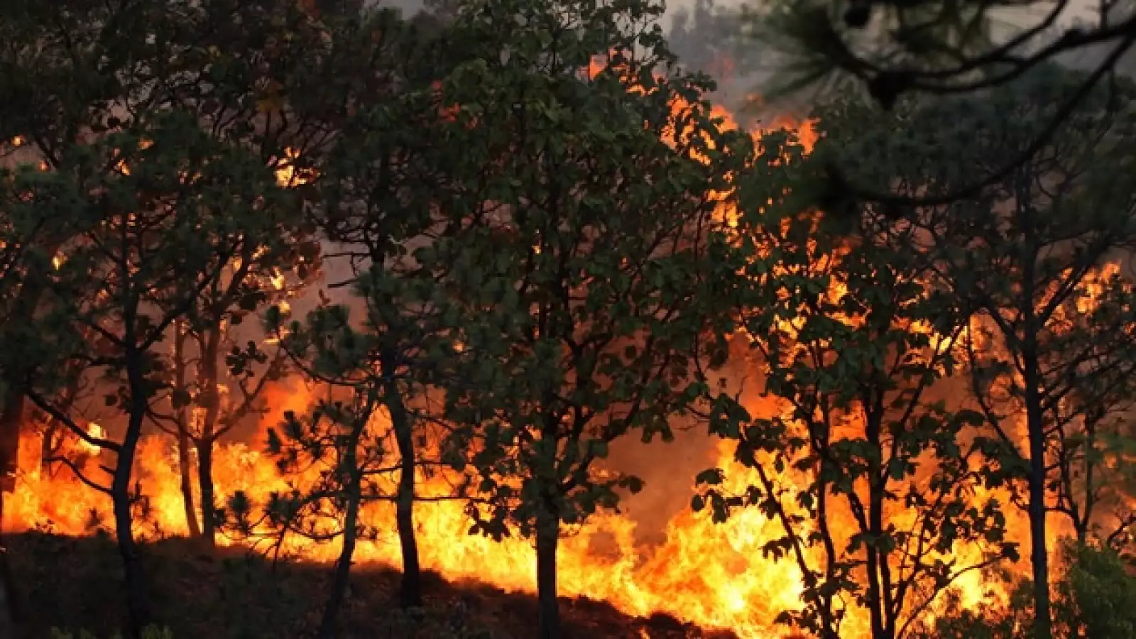 incendio La primavera guadalajara 1 2