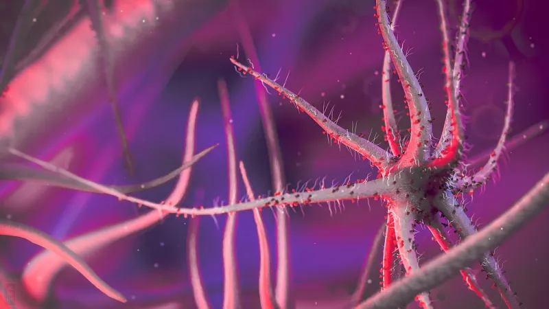 Zacatecas confirma primera muerte por rabia en humanos en México desde 1987: cuáles son los síntomas