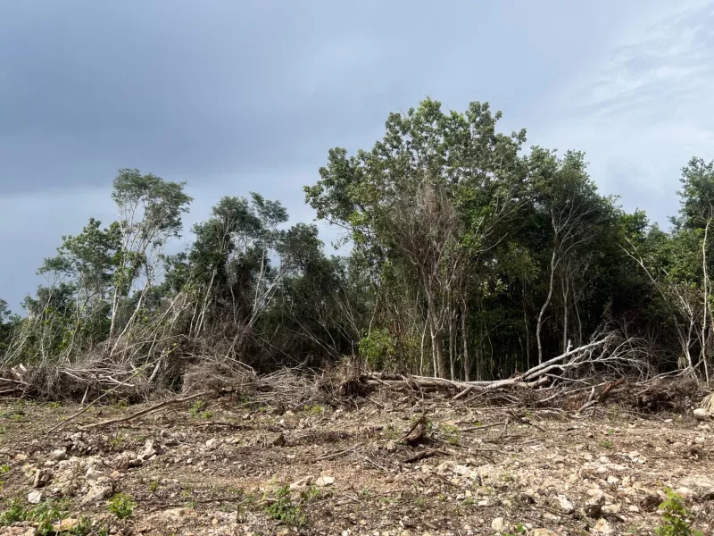 deforestación yucatán 