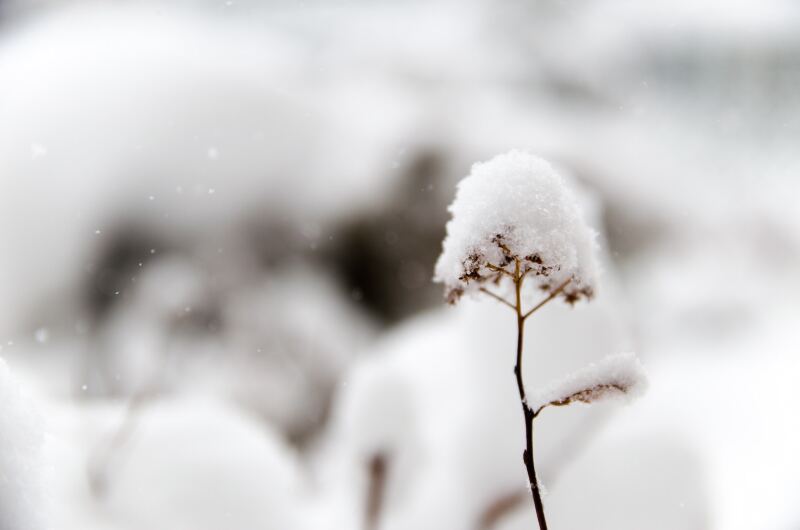 Nieve