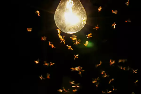 insectos