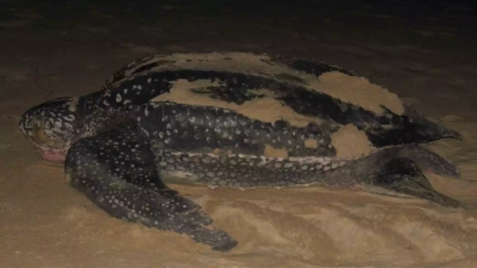 tortugas baula gabon