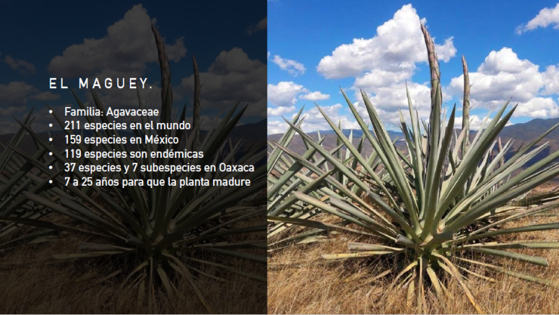 Proyecto Maguey