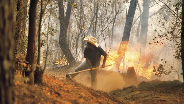 Recuperara los bosques para vivir