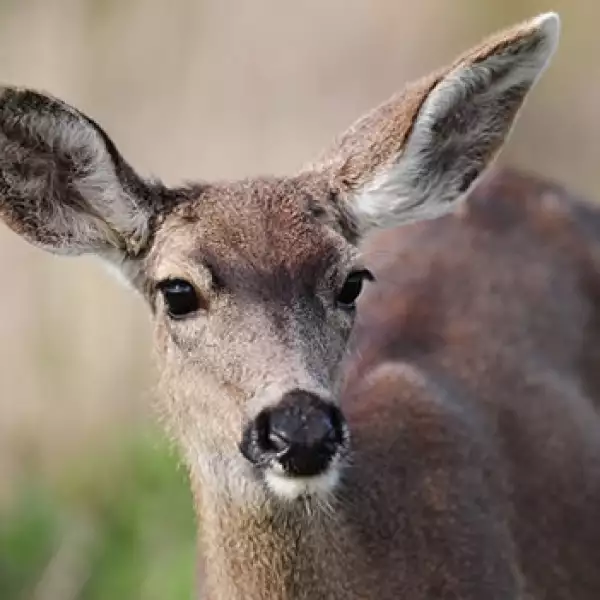 venado