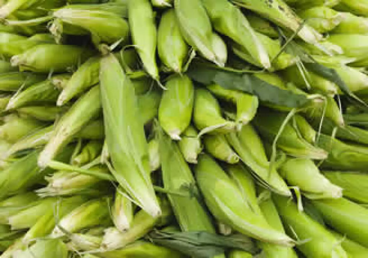 El Gobierno asegura el dinero en los bolsillos de los agricultores. (Foto: Photos to go)