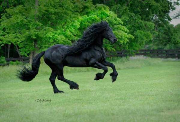 Los usuarios de FB consideran a Fred como un caballo sexy.