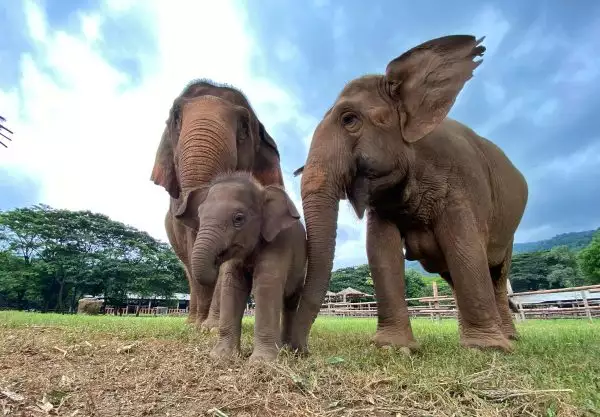 Elephant Nature Park