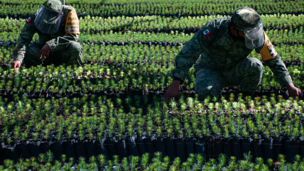 Vivero Sedena Sembrando Vida-12.jpg