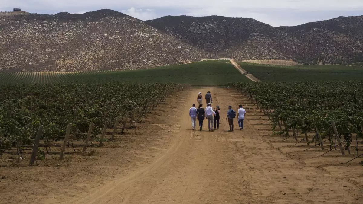 Tablas Taller Agrícola en el Valle de Guadalupe Un vino sustentable