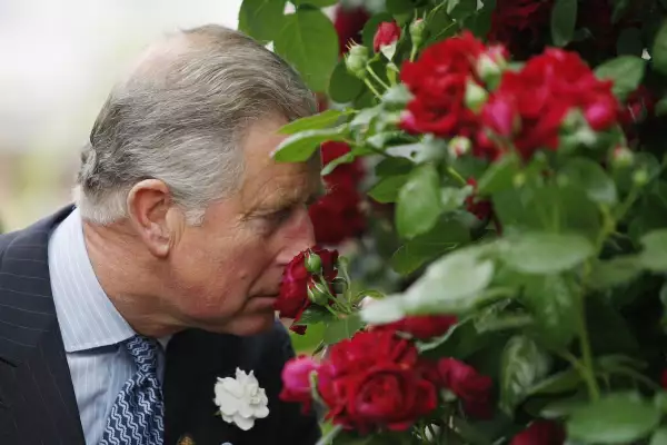 Chelsea Flower Show - Press & VIP Preview Day