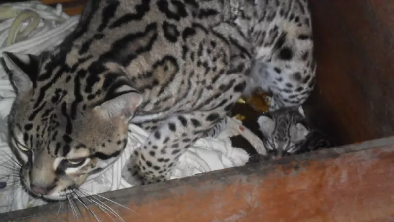 Un ocelote nace en Chapultepec