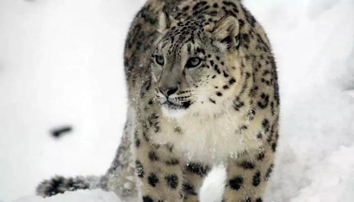 Se estima que hay de 4,500 a 10,000 de estos felinos en las montañas de Asia.