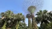 Árboles de Singapur
