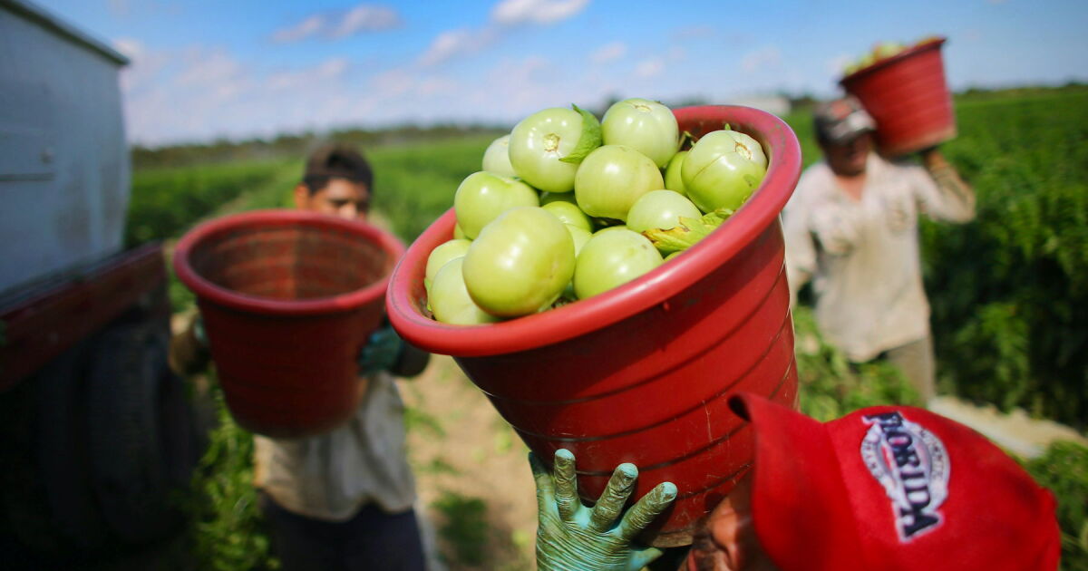 AGRO DE EU EXIGE MÁS CONTROL A MÉXICO EN T-MEC