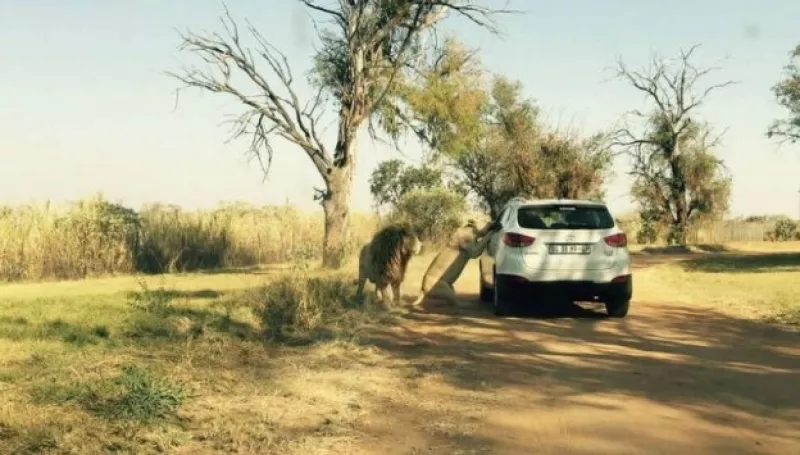 Safari ataque leona mujer