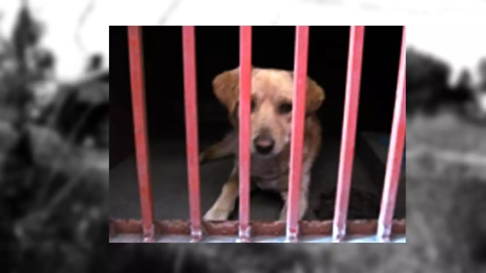 perros iztapalapa 7