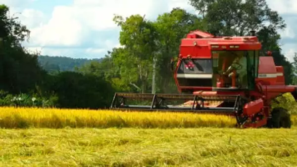 producion-de-arroz